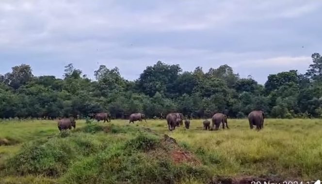 
					Pemerintah Kabupaten OKU Selatan Dukung Translokasi Gajah Sumatera demi Kelestarian Habitat dan Pencegahan Konflik